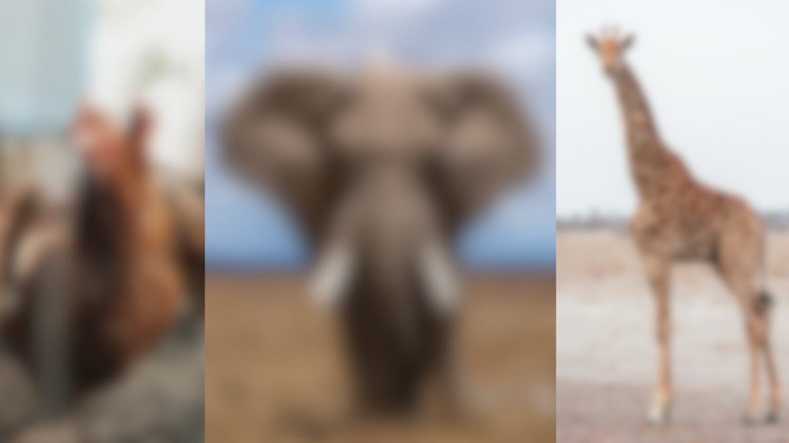 Knack den Code im Bild: Bilderrätsel mit Lösung – Spaß für Jung und Alt!