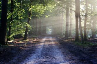 hundebuggy-fuer-waldweg